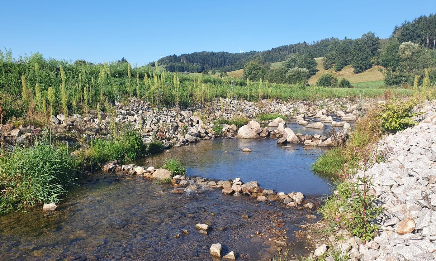 Welschensteinacher Bach mit Uferböschung